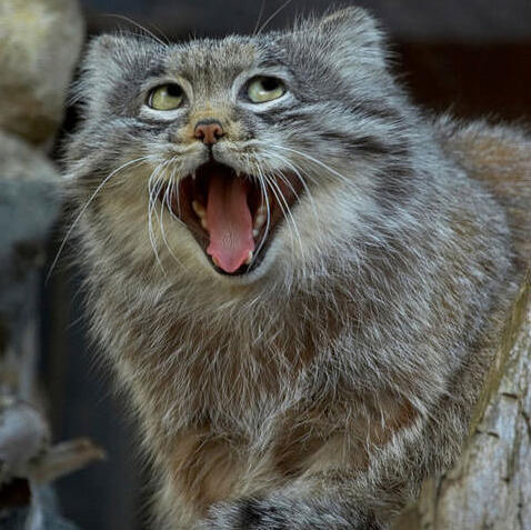 Pallas Cat